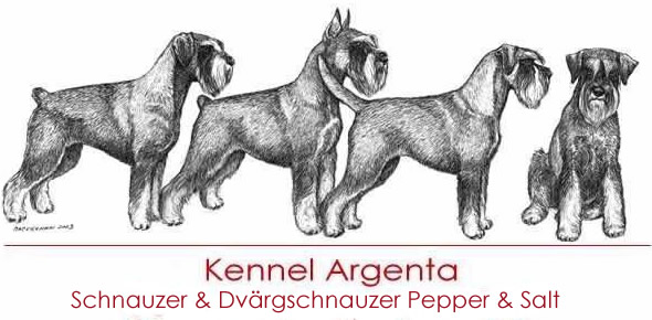 Kennel Argenta – Schnauzer Pepper & Salt